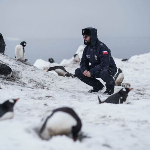 Aνταρκτική: Εντοπίστηκαν νέες αποικίες αυτοκρατορικών πιγκουίνων