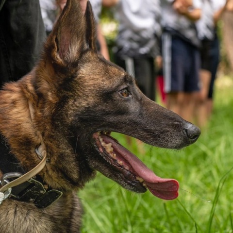 Ο σκύλος που βρήκε τη σορό του Μπάμπη θα συνδράμει στις έρευνες του αγνοούμενου στην Ηλεία 