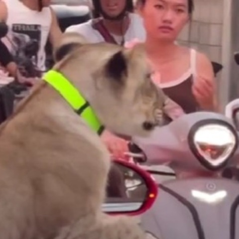 Ταϊλάνδη: Οδηγός «έβγαλε» βόλτα λέαινα με μια κάμπριο Bentley - Δείτε το βίντεο