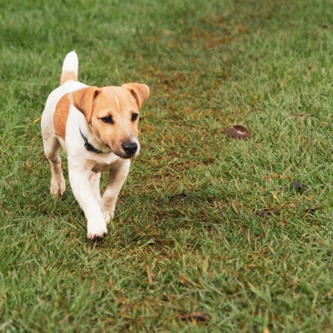 Περού: Το Τζακ Ράσελ τεριέ που σερφάρει στα κύματα