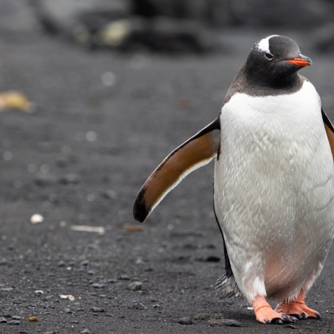 Συναγερμός στην Ανταρκτική: Γρίπη των πτηνών (Η5Ν1) εντοπίστηκε σε πιγκουίνους 
