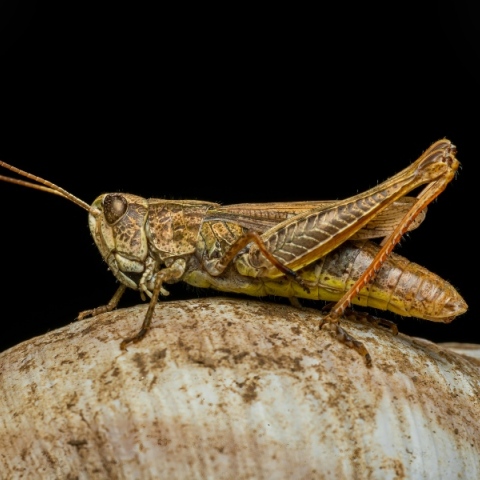 Η Ιταλία δίνει το πράσινο φως για αλεύρι από ακρίδες 