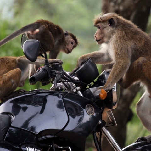 Ταϊλάνδη: Επιδρομή μαϊμούδων στη πόλη Λοπμπούρι - Τρομοκρατημένοι οι κάτοικοι