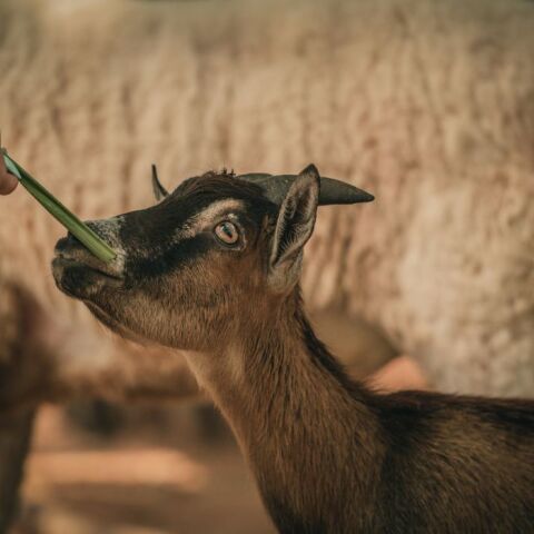 Σέρρες: Γεννήθηκε κατσίκι με τρία πόδια