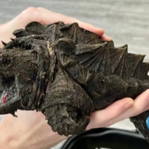 Βρέθηκε χελώνα-αλιγάτορας που το δάγκωμα μπορεί να σπάσει μέχρι και κόκκαλο