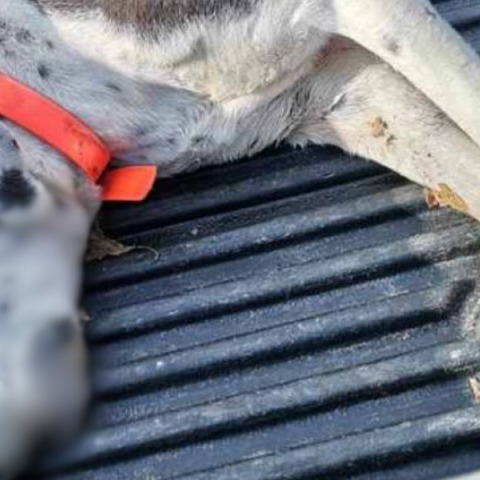 Φθιώτιδα: Δηλητηρίασαν 4 σκυλιά με φόλα