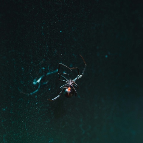 Κοριτσάκι γέμισε εξανθήματα και δε μπορούσε να περπατήσει από δάγκωμα της πιο «επικίνδυνης αράχνης»