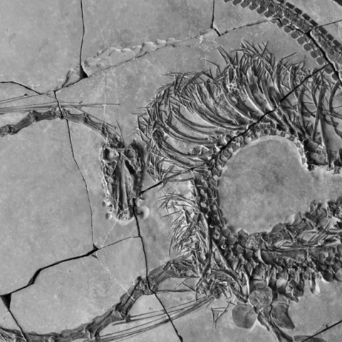 Απολίθωμα του «κινέζικου δράκου» 240 εκατομμυρίων ετών ανακάλυψαν επιστήμονες στη Σκωτία