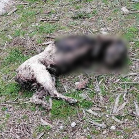 Κτηνωδία στην Καβάλα: Σκύλος βρέθηκε ακρωτηριασμένος και καμένος στην άκρη του δρόμου