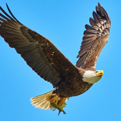 ΗΠΑ: Άνδρας δηλώνει ένοχος για την θανάτωση 3.600 αετών