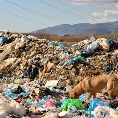 Ανεξέλεγκτη παραμένει η κατάσταση με τα αδέσποτα σκυλιά στην χωματερή της Ξάνθης