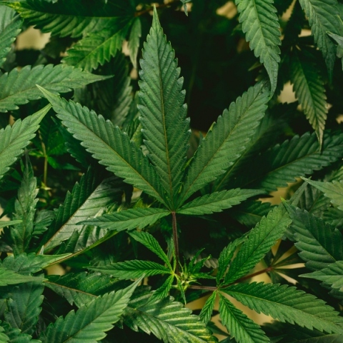 Η μαριχουάνα συνδέεται με υψηλότερο κίνδυνο καρδιακού και εγκεφαλικού, λέει νέα μελέτη