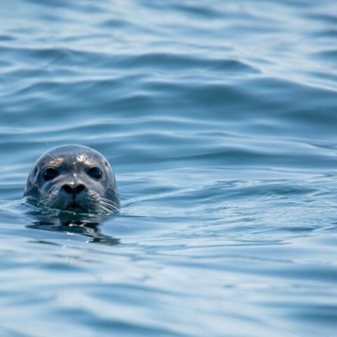 Λάρισα: Νεκρή φώκια ξεβράστηκε σε παραλία