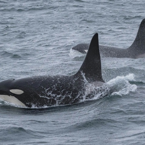 Όρκα καταγράφηκε για πρώτη φορά να σκοτώνει λευκό καρχαρία - Δείτε το βίντεο 