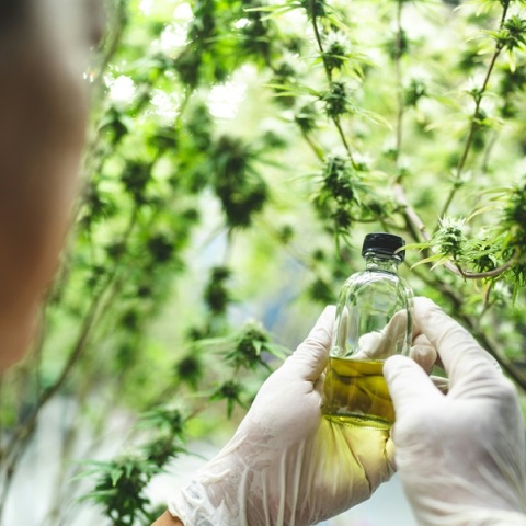 Ανακουφισμένη δηλώσει η πρώτη ασθενής που έλαβε σκεύασμα φαρμακευτικής κάνναβης - Σε ποιες περιπτώσεις χορηγείται