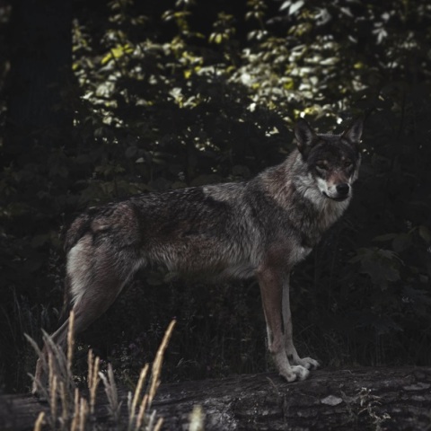 Στο καταφύγιο του «Αρκτούρου» δύο λύκαινες που είχαν αιχμαλωτιστεί στην Ουκρανία