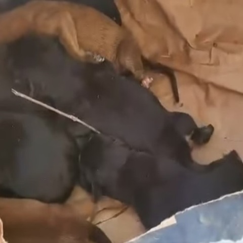 Άγνωστος πέταξε 10 νεογέννητα κουταβάκια σε τσουβάλι και τα παράτησε σε χωράφι 