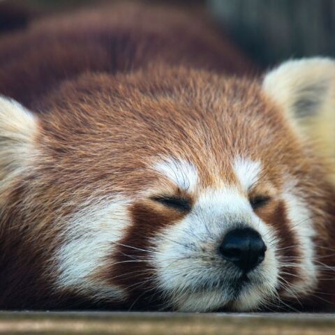 Μπανγκόκ: Βρέθηκε κόκκινο πάντα μέσα χειραποσκευή αεροδρομίου