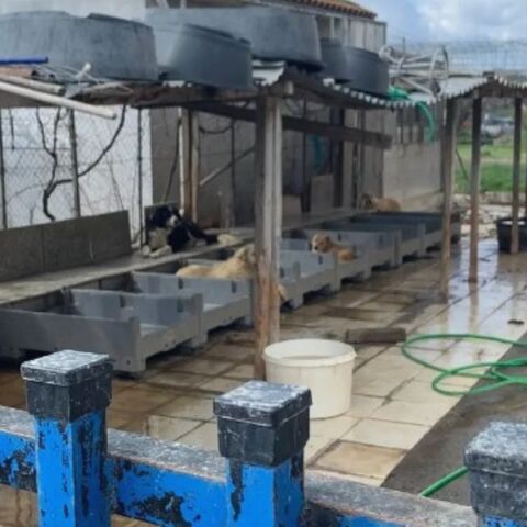 Γυναίκα φιλοξενούσε 94 σκυλιά στην αυλή του σπιτιού της σε άθλιες συνθήκες 