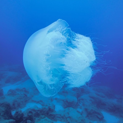 Σπάνιες δηλητηριώδεις μέδουσες ενός μέτρου εντοπίστηκαν στη Ρόδο