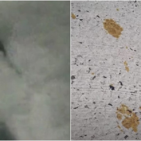 Συναγερμός στη Φουκουγιάμα για μια γάτα που έπεσε σε δεξαμενή με τοξικές χημικές ουσίες