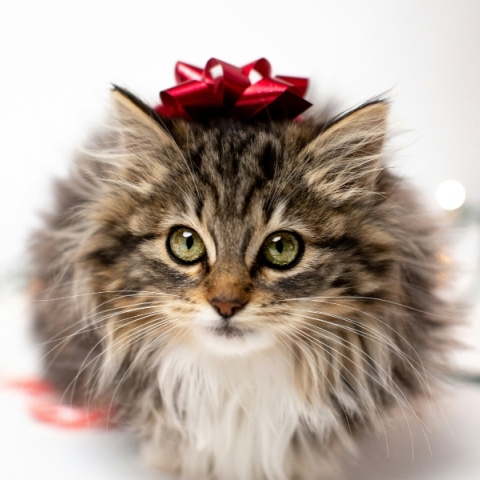 Εορτολόγιο: Σήμερα 16 Μαρτίου 2024, γιορτάζει...