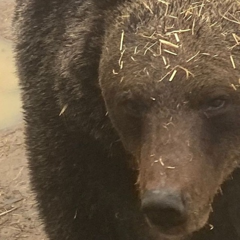 Αρκτούρος: Ξύπνησε ο Μπρούνο, η πρώτη αρκούδα που είχε «πέσει» σε χειμερία νάρκη