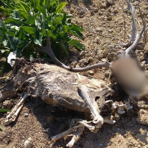 Αποτρόπαιο θέαμα στη Ρόδο: Εντοπίστηκαν νεκρά ελάφια στο πάρκο του Ροδινιού