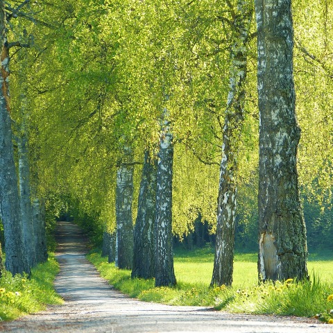 Harvard Health Medical: Οδηγίες για την εποχή των αλλεργιών