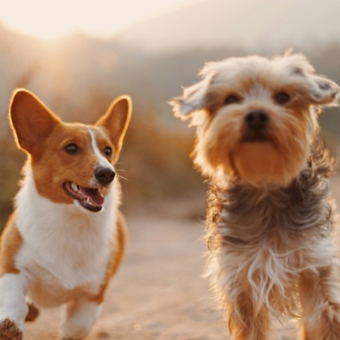 Τα σκυλιά μπορούν να καταλάβουν τη σημασία των ουσιαστικών, σύμφωνα με νέα έρευνα