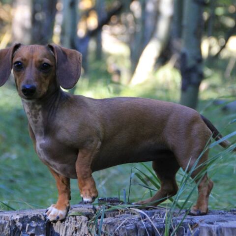 Νταχσχουντ: Γιατί κινδυνεύει με απαγόρευση στην Γερμανία