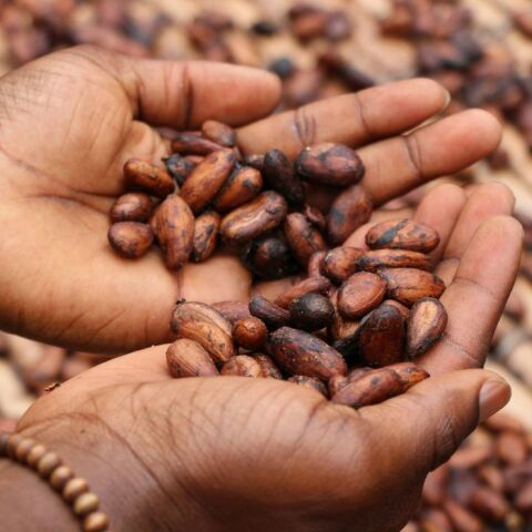 Κακάο: Ξεπέρασε και την τιμή του χαλκού