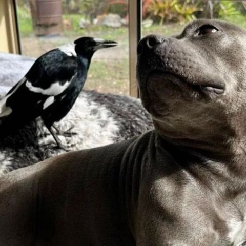 Aυστραλία: Η φιλία της καρακάξας με το μπουλ-τεριέ