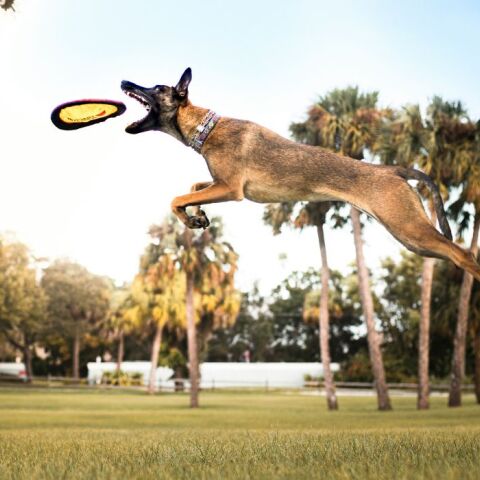 Ένοπλες Δυνάμεις: Καλούν στα όπλα τετράποδους φρουρούς
