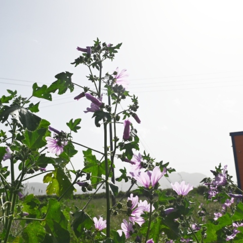 Γενικά αίθριος θα είναι ο καιρός σήμερα Κυριακή, με αραιές νεφώσεις κατά περιόδους