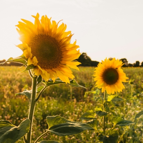 Αίθριος θα είναι ο καιρός σήμερα 1η Απριλίου, με αραιές νεφώσεις κατά περιόδους