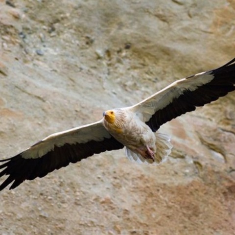 Ο πρώτος Ασπροπάρης έφτασε στα Μετέωρα - Επέστρεψε στο «σπίτι» του την ίδια ημερομηνία με πέρυσι