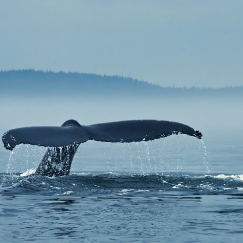 Φάλαινα φυσητήρας εθεάθη σε παραλία της Εύβοιας - Βίντεο από τις «βόλτες» στα νερά 