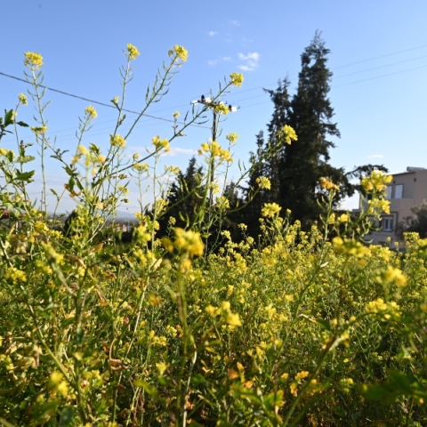 Γενικά αίθριος θα είναι ο καιρός σήμερα Τετάρτη με αραιές νεφώσεις