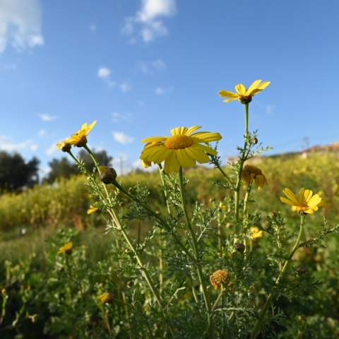 Γενικά αίθριος θα είναι ο καιρός αύριο Τετάρτη με αραιές νεφώσεις