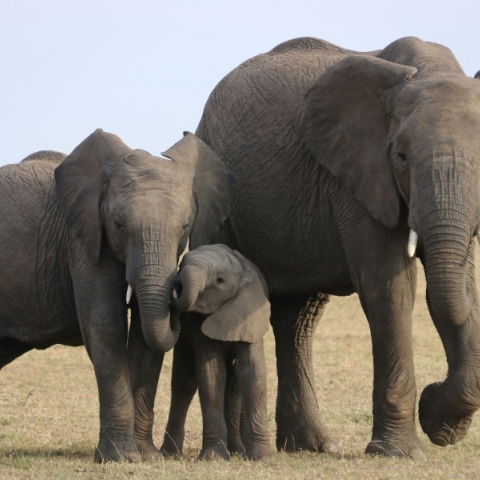 Εκνευρισμένος o πρόεδρος της Μποτσουάνα απειλεί με… 20.000 ελέφαντες τη Γερμανία 