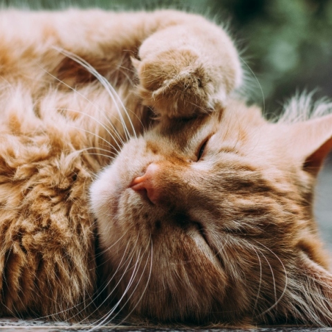 Εορτολόγιο: Σήμερα 4 Απριλίου 2024 γιορτάζει...