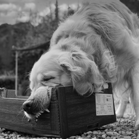 Γιαννιτσά: Σκύλος 30 κιλών δάγκωσε τετράχρονο στο κεφάλι