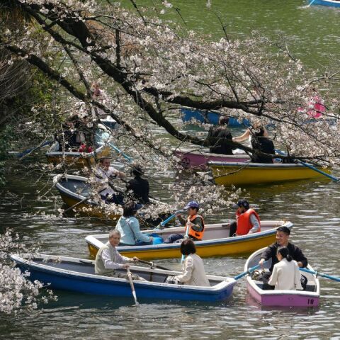 Ιαπωνία: Oι κερασιές σε πλήρη ανθοφορία
