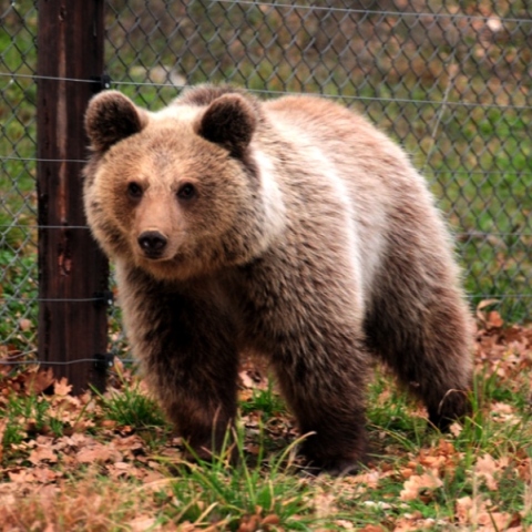Γρεβενά: Ακόμα μια αρκούδα νεκρή από δηλητηριασμένα δολώματα
