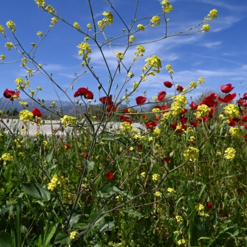 Αίθριος ο καιρός σήμερα Σάββατο με λίγες νεφώσεις - Χαλάει από την Κυριακή