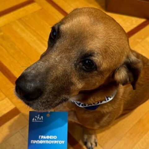 Πίνατ: Με διαπίστευση για το 15ο Συνέδριο της Νέας Δημοκρατίας