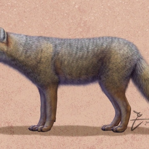 Το εξαφανισμένο είδος αλεπούδων Dusicyon avus 