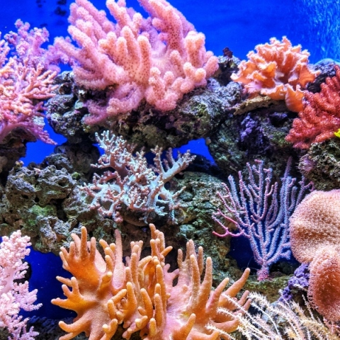 Πολύχρωμα κοράλλια στο βάθος του ωκεανού