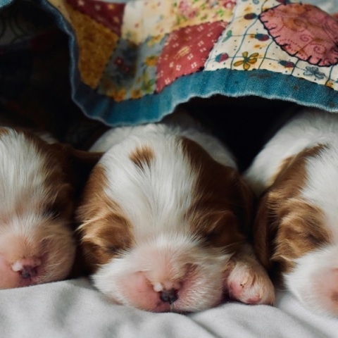 Νεογέννητα κουταβάκια 